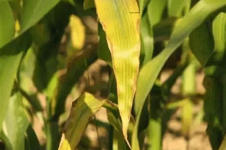 玉米发黄是缺什么肥料