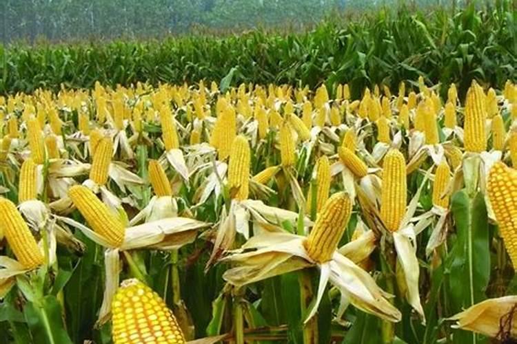 玉米底部叶子发黄可能是什么原因,需要施肥还是浇水？