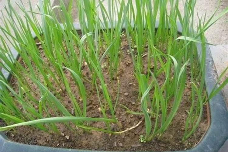 农村种植的大蒜,用粪池水可以直接浇吗？