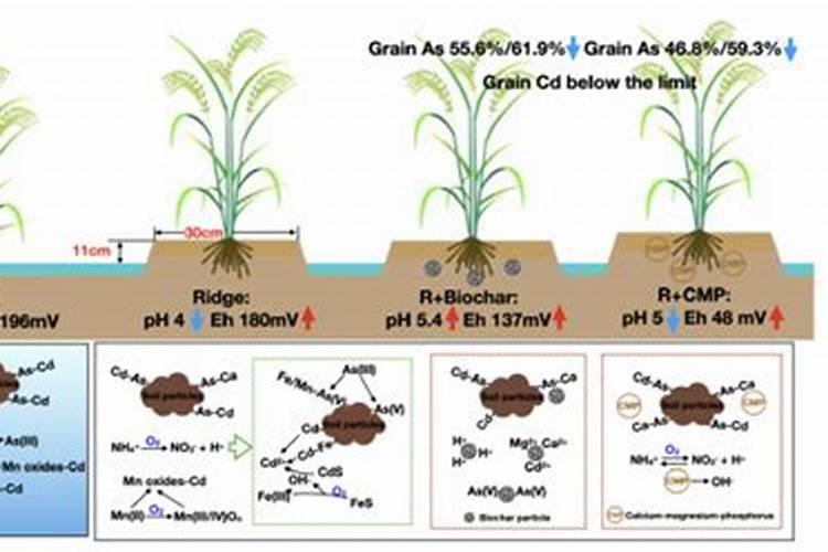 磷肥中镉含量为什么高一些？