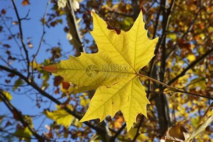 树叶变黄施氮肥有用吗为什么？