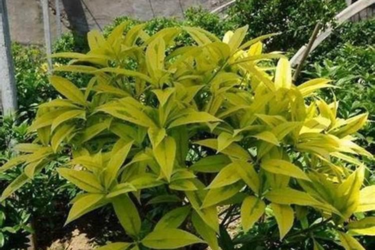 树叶发黄施什么肥