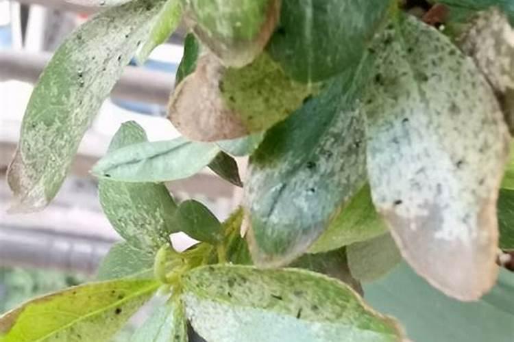 杜鹃花叶片肥害什么症状？