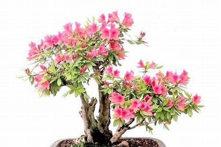 杜鹃花药害与肥害有什么区别？