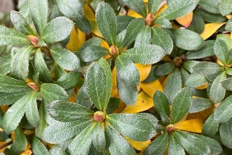 杜鹃花叶片变黄或脱落原因及解决方法