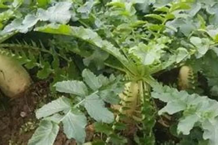 萝卜硼肥哪种效果好用？