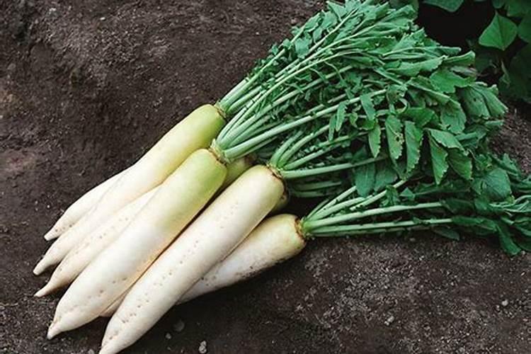 防止萝卜空心有三法