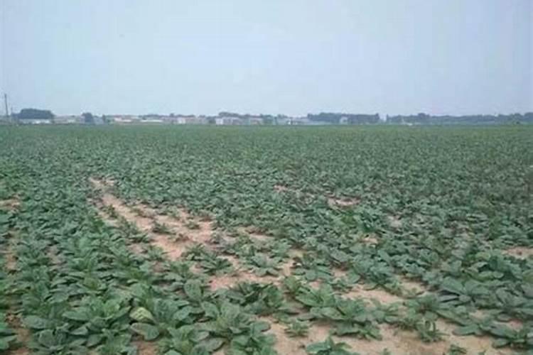 海南叶面肥一吨多少钱一袋价格？