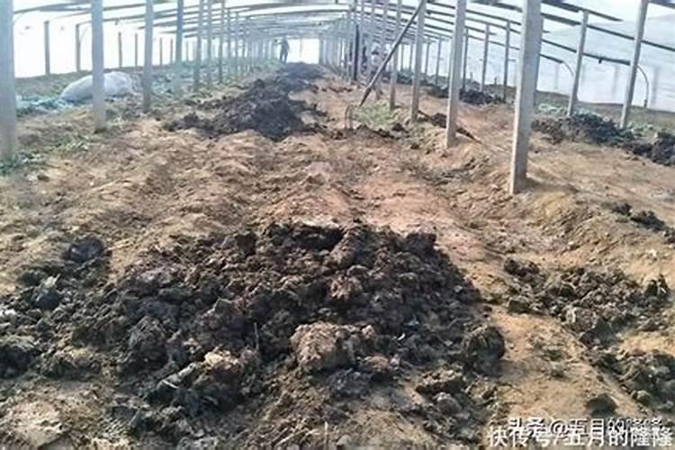 植物肥料发酵会烧根,达到多少度会造成烧根呢？