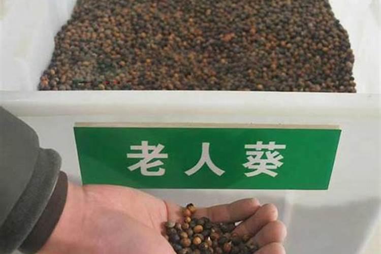 老人葵种子价格多少钱一斤？老人葵栽培技术有哪些？