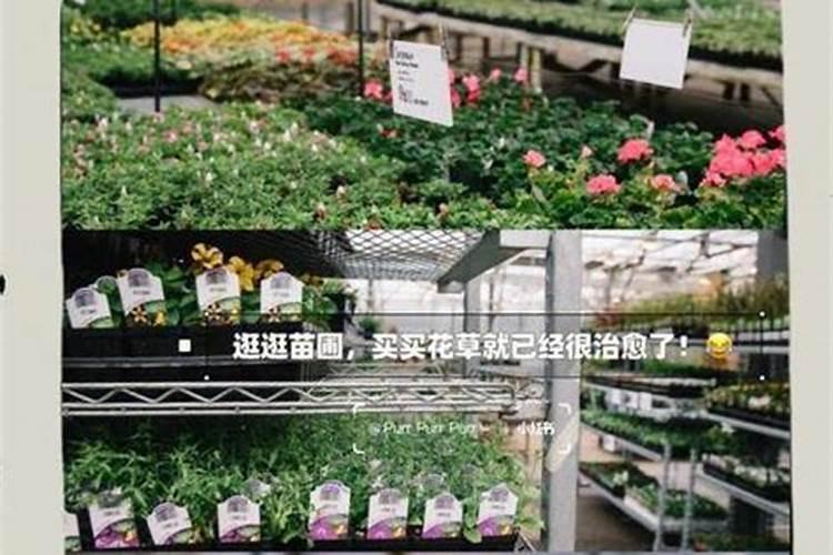 花苗出土后何时施肥