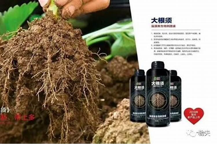 壮根肥和生根粉有什么区别呢？