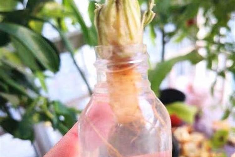 对生根粉误会这么大,你中招了吗？正确的方法是怎样的？