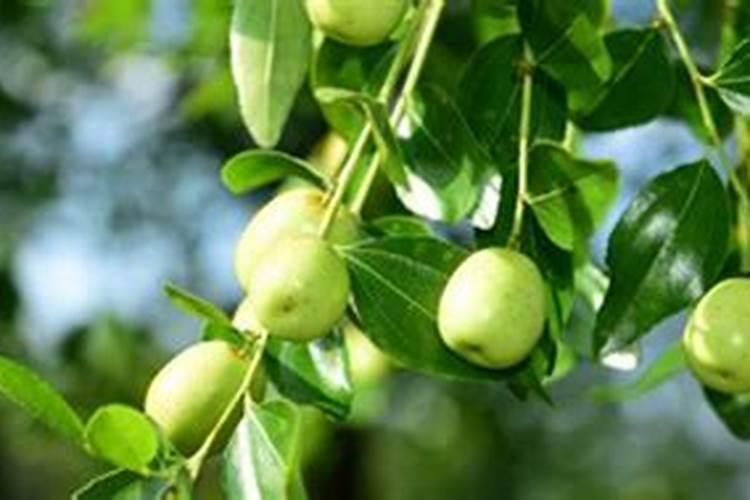 冬枣怎样快速膨大