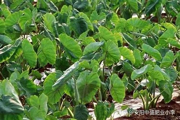 芋头怎么上氮肥肥料呢？