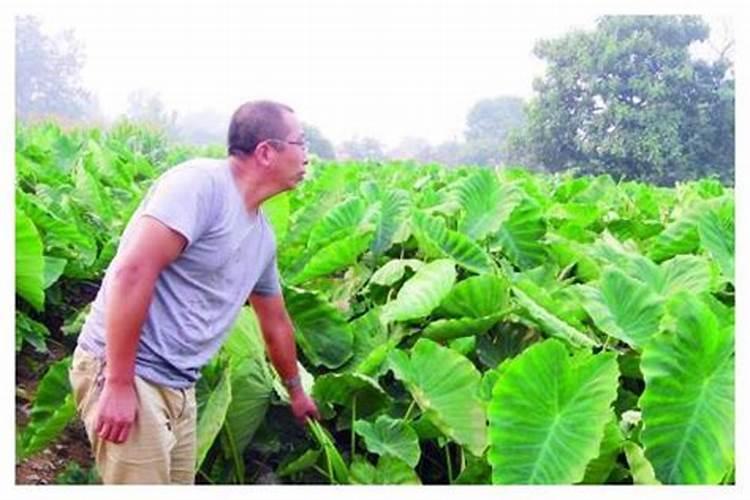芋头后期用尿素最佳时间