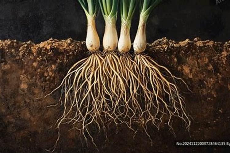 大蒜生根肥料用哪种的效果好？矿源黄腐酸钾含腐殖酸水溶肥？