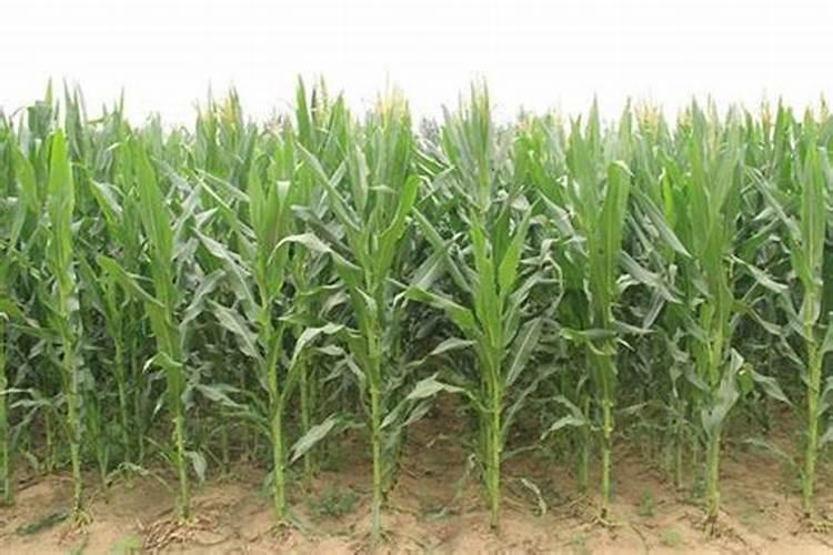 玉米控旺多久可以打叶面肥水？
