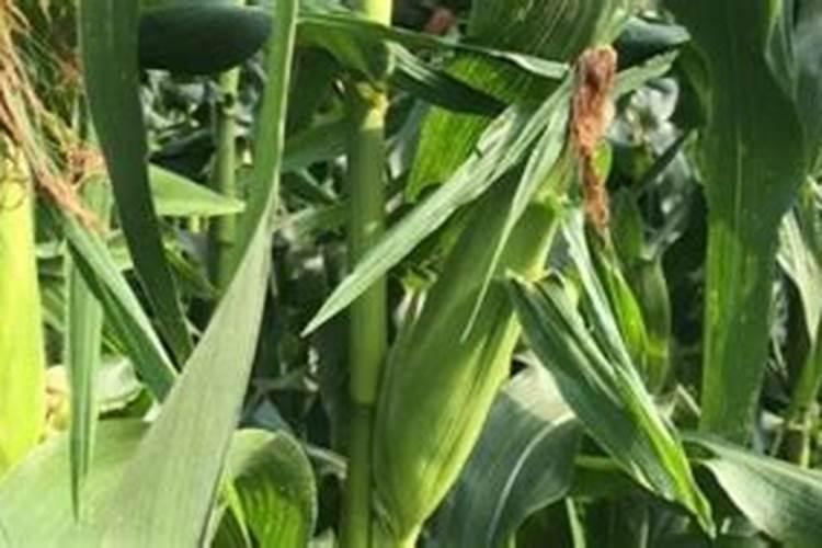 玉米苗期磷酸二氢钾用量