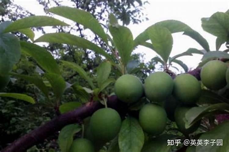 种植出高产的李子树要怎么施肥？