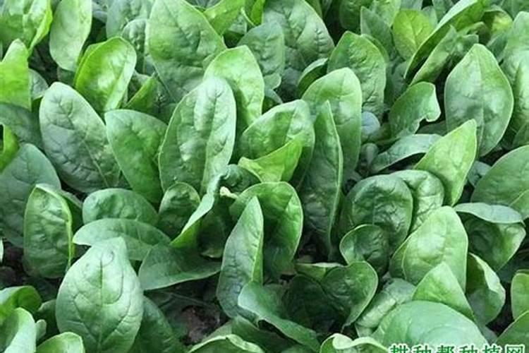 菠菜生长在什么环境中呢 菠菜多少钱一斤呢