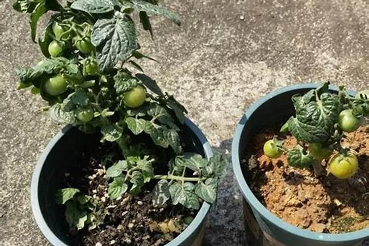 番茄前期冲平衡肥还是高氮肥好？