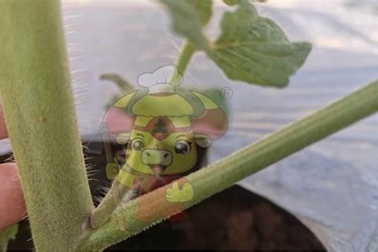 番茄什么时候冲平衡肥？