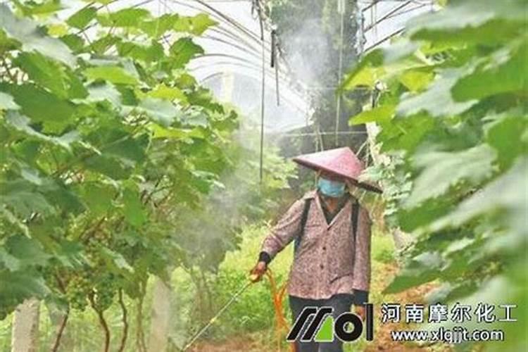 葡萄树喷施叶面肥多久见效果？