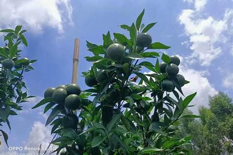 沃柑怎么施用鱼蛋白肥？