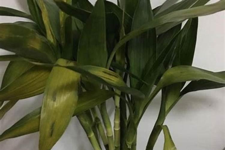 富贵竹杆子发黄叶子绿的怎么回事？