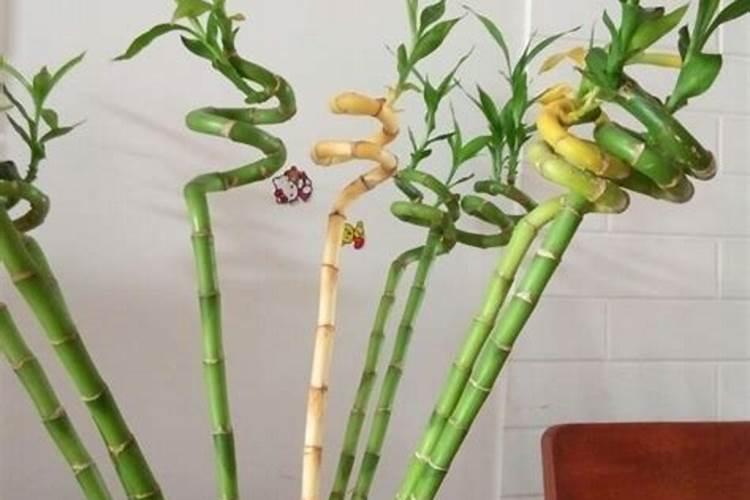 我的竹子怎么老黄？