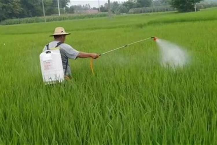 甘肃麦冬叶面肥如何喷施的？