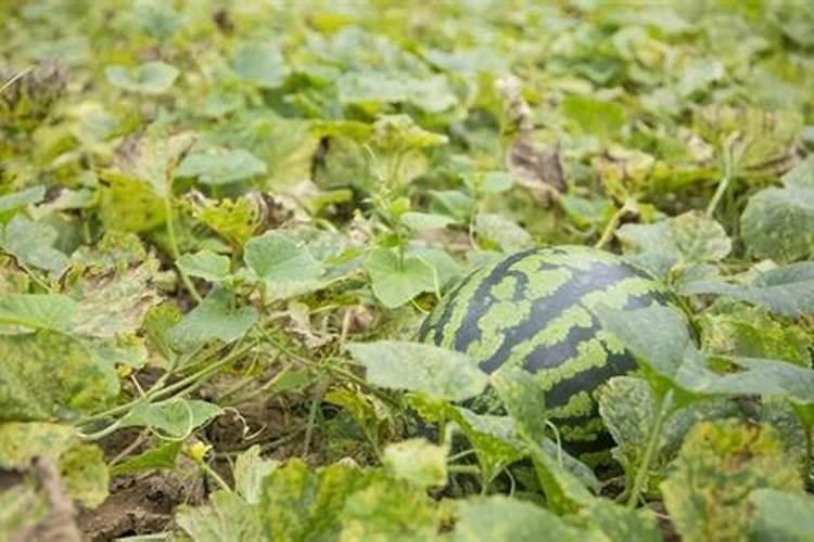 西瓜施用追肥的要点有哪些？