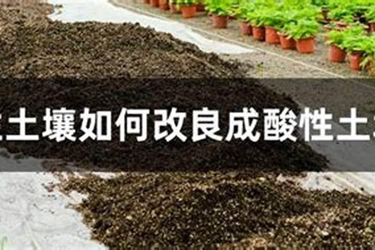 如何把碱性土壤改良成为酸性土壤