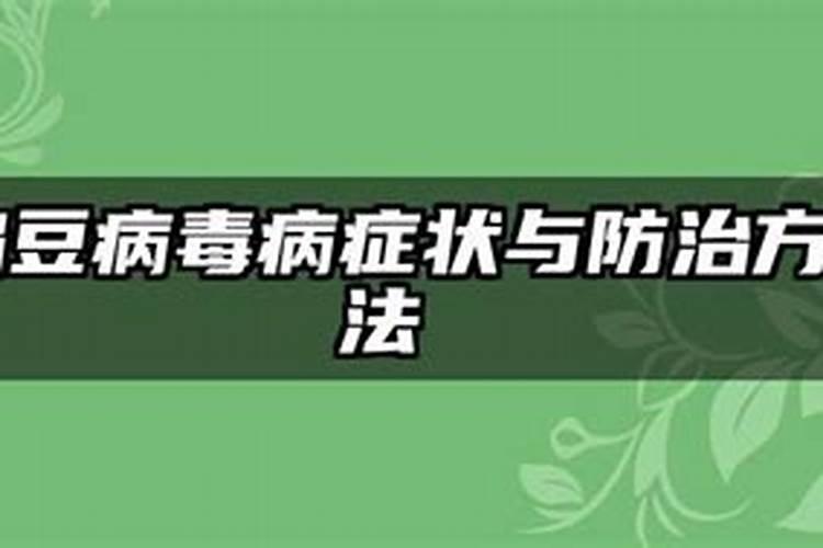 扁豆病毒病症状与防治方法