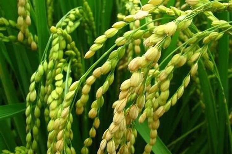 氮、磷、钾对水稻的生理作用是什么？