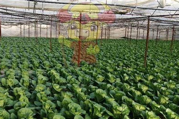 天气冷喷施什么叶面肥防冻效果好？