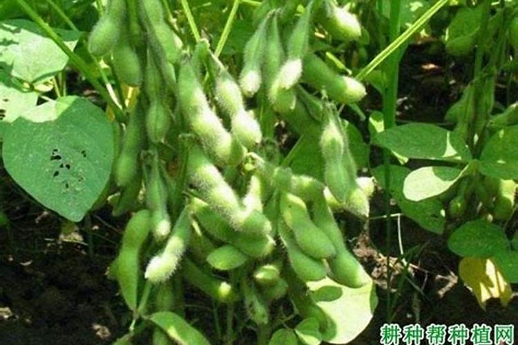 大豆鼓粒期低温多雨打什么叶面肥