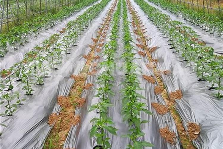 川椒种业:辣椒地膜覆盖节能滴灌栽培——小苗定植期精细管理指南百度...