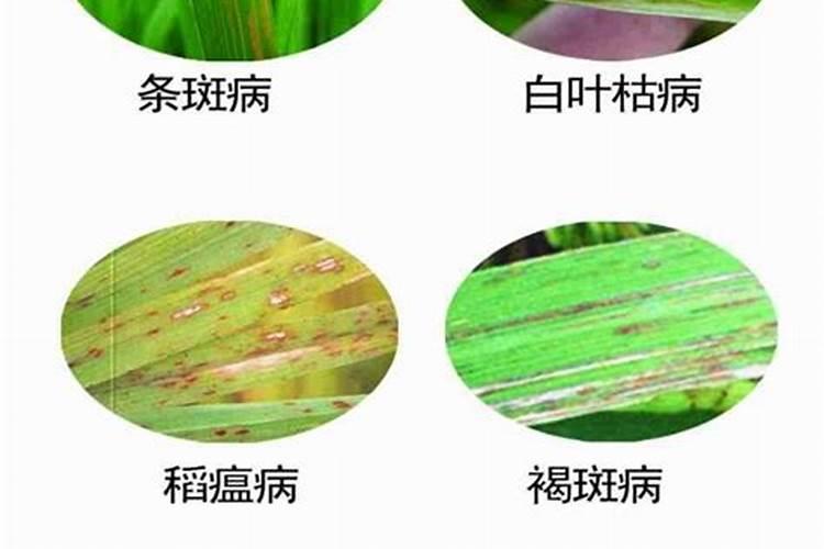 水稻常见病害有哪些？水稻常见病害防治方法