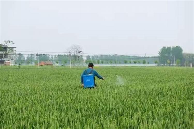 青菜喷施哪种芸苔素效果好