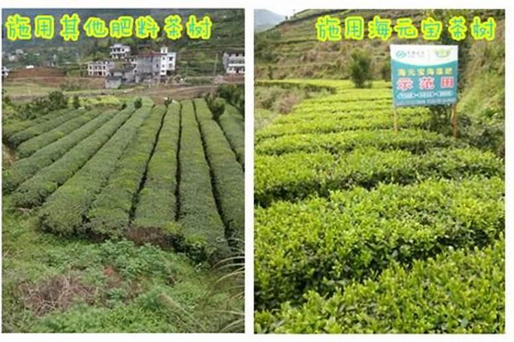 贵州国产海藻肥增产效果如何？