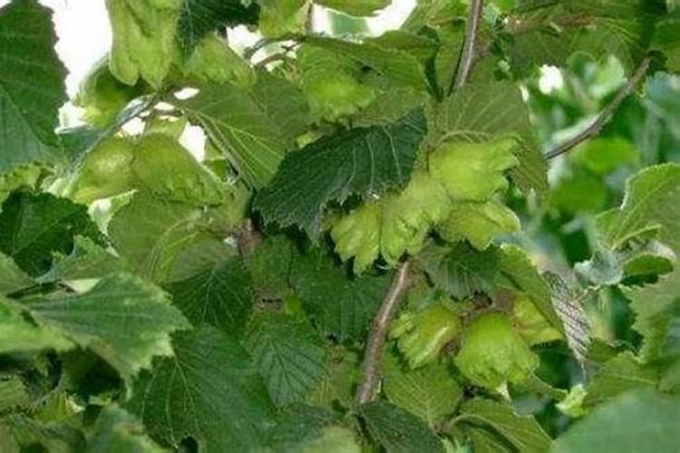 秋天榛子树施肥还用浇水吗？