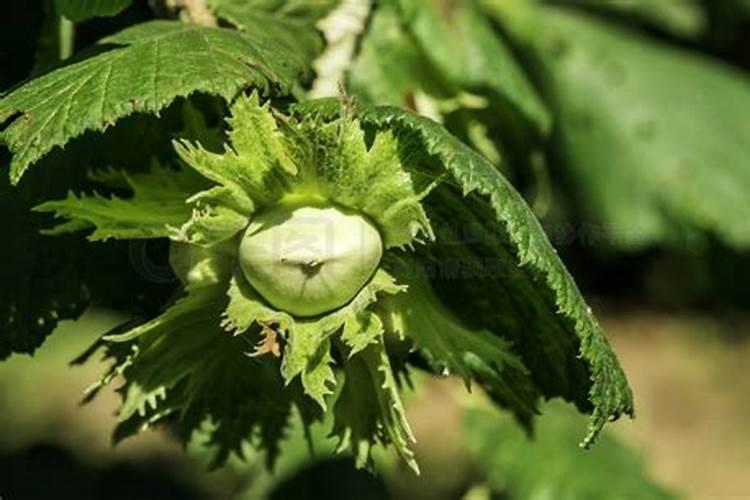 榛子树怎么种植