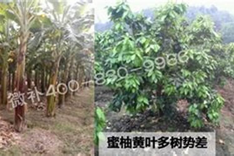 镁肥对果树有影响吗为什么？