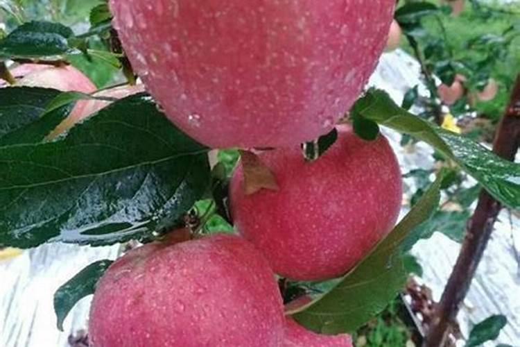 在果树生产要施用哪些微量元素