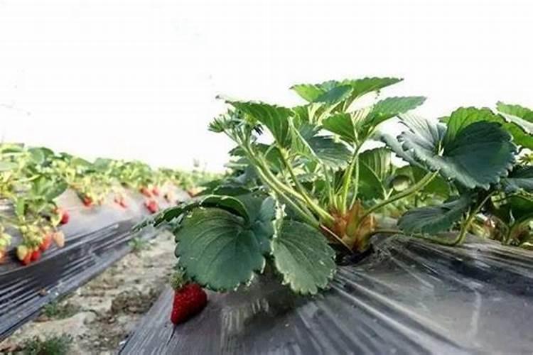 草莓冲施什么样的平衡肥效果好？