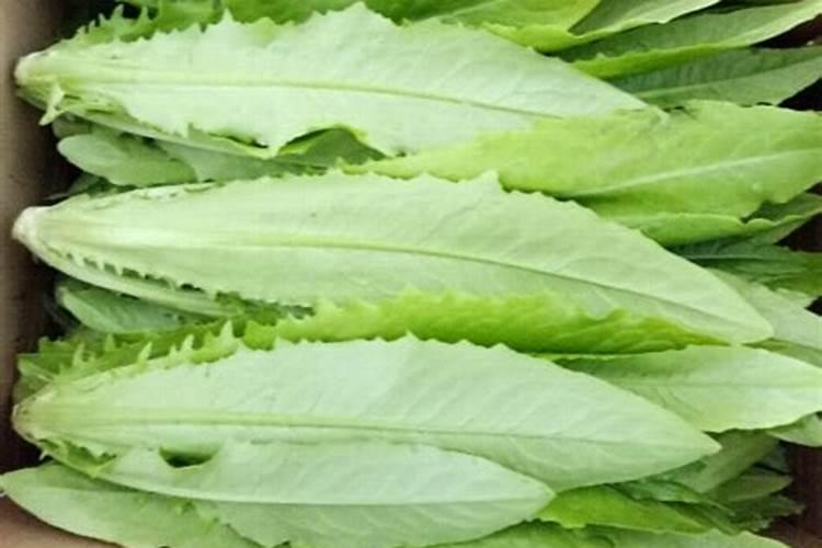 油麦菜可以生吃吗？