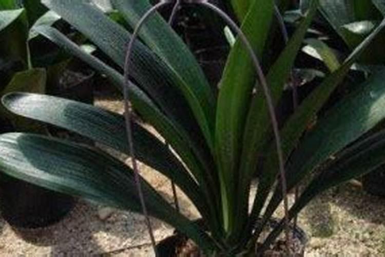 怎么给花补氮肥