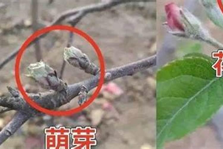 苹果开花后需要打药吗,打什么药才不会造成落果？